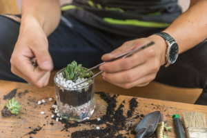 Jar terrarium